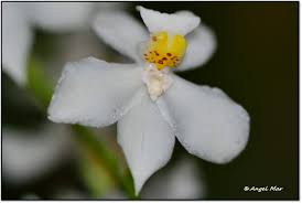 Image result for Clutia pulchella