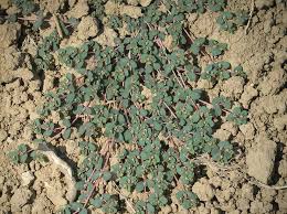 Image result for Euphorbia pseudopetiolata