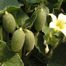 Image result for Kedrostis leloja