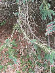 Dying tree branches also suffer from weak joints. look closely at where the branches meet on the tree. Dying Spruce Tree Branches 743759 Ask Extension