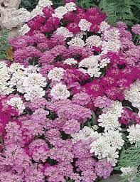 Candytuft Fairy Mixed Flower Seeds Flower Fairies Flowers