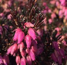 Heathers Heaths Portland Nursery