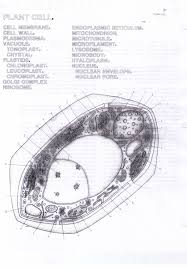 Animal Cell Coloring Page Coloring Home