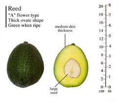 Tropical fruit trees, mango, avocado. Reed Avocado Growing In South Florida