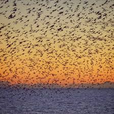 نتیجه جستجوی لغت [flock] در گوگل