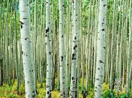 Birch Trees In Colorado 
