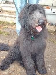 German shepherd poodle mix shepadoodle. Shepadoodle Dog Breed Information And Pictures