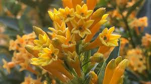 Image result for Cestrum