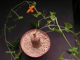 Image result for Momordica boivinii