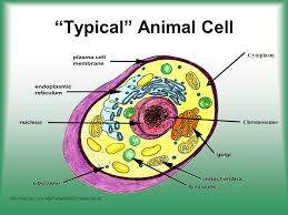 Check spelling or type a new query. Cell Structure Function Ppt Video Online Download