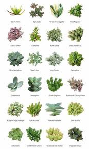 Pin By Tanya Bassi On Clever Garden In 2020 Garden Types Types Of Succulents Succulents