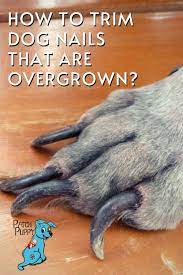 Pin On Dog Care Tips