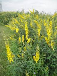 Image result for Crotalaria vasculosa