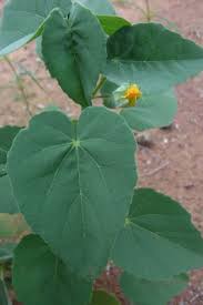 Image result for Abutilon austro-africanum