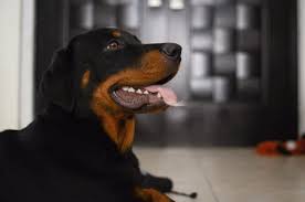 Rottweiler Puppy Black And Brown Dogs Black And Brown Rottweiler Photo Free Dog Image On Unsplash Rottweiler Pitbull Mix All You Need To Know About Pitweilers Whi In 2020 Doberman Mix Rottweiler Doberman