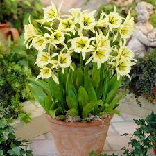 Image result for Ismene narcissiflora