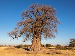 Image result for Adansonia digitata
