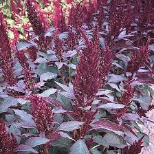 If you direct seed outdoors, wait for soil temps to reach 65°f. Why You Should Grow Amaranthus Blog At Thompson Morgan
