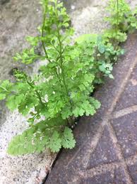 Image result for Anogramma leptophylla