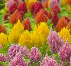 Plume Celosia Comes In All Kinds Of Beautiful Doctor Seuss Colors Flower Pots Flower Seeds Celosia Flower