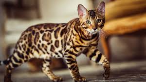 The savannah cat is the largest of the cat breeds. 6 Spotted Cat Breeds