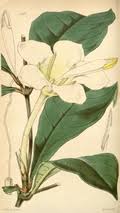 Image result for Rothmannia whitfieldii