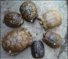 Box Turtles Subspecies
