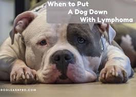 Since we can't ask our dogs how they are feeling each day, it's important to understand the signs of a sick dog. Dog Lymphoma When To Euthanize Dog Leash Pro