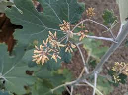 Image result for Macleaya