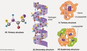 Protein adalah molekul biologis yang sangat penting dalam sel. Protein Pengertian Sifat Dan Fungsi Kimia Kelas 12