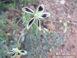 Image result for Hermannia floribunda