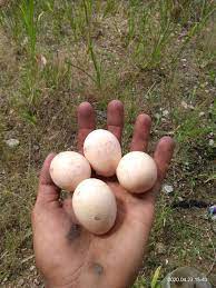 We did not find results for: Ayam Hutan Dapat Lagi Telur Ayam Hutan Di Kebun Facebook