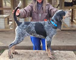 Image result for tbn:HNtrRnQBmFuaxM::www.bluechopsticks.com/img_large/800CC_0805S1015.jpg