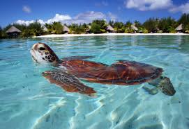 Maybe you would like to learn more about one of these? O Magazine Tahiti And Bora Bora Sweepstakes