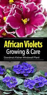 African Violet Care How To Grow African Violet Plants African Violet Care African Violets Plants Violet Plant