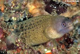 Image result for Gymnosporia matoboensis