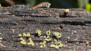 Image result for Chlorosplenium chlora