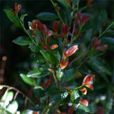 Image result for Erythroxylum emarginatum