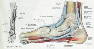 One way our muscles work: Foot Anatomy Bones Ligaments Muscles Tendons Arches And Skin
