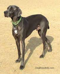 The Front Left Side Of A Dark Gray Weimaraner That Is Standing Across A Dirt Surface And It Is Looking To The Left The D Dog Breeds Weimaraner Weimaraner Dogs