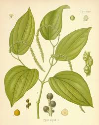 Image result for Piperaceae