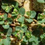 Image result for Euphorbia granulata