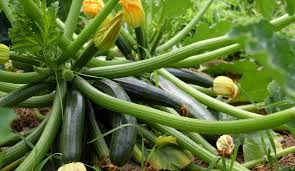 Beim kürbis ist es besser, wenn sie ihn in töpfen auf der fensterbank vorziehen, denn dann haben sie einen kleinen vorsprung, falls der sommer nicht all zu warm ausfallen sollte. Zucchini Im Garten Kati Ist Draussen