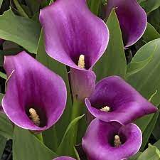 Caracteristicas E Cultivo Da Calla Colorida Zantedeschia Aethiopica Spreng Plantasonya O Seu Blog Sobre Cultivo De Plantas E Flores