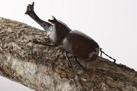 昆虫模型 かぶとむし 約7 5cm からだ つの部分 rakutenichiba 楽天 おはなし カブトムシ 虫かご