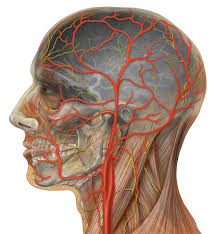 The largest artery in the body; Blood Vessels Read Biology Ck 12 Foundation