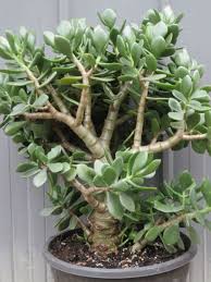 Now less that three years later it has outgrown the family home. Crassula Ovata Obliqua Jade Plant World Of Succulents Jade Plants Plants Cactus House Plants