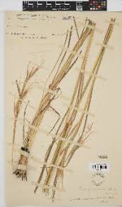 Image result for Hyperthelia dissoluta