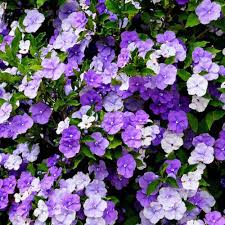 Will you haunt the same old tired bars? Brunfelsia Latifolia Compacta Yesterday Today And Tomorrow Australian Plants Online