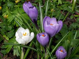 Crocus Vernus Dutch Crocus World Of Flowering Plants Crocus Flower Crocus Plants Spring Flowers